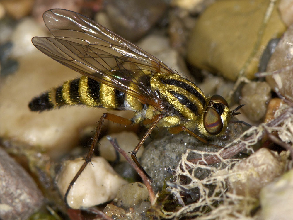 Thereva aurata?